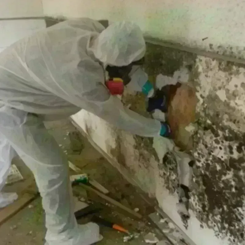 Mold Remediation and Removal in Mount Olivet, KY